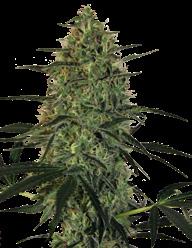 Sweet Tooth Auto 40% Sativa. 60% Indica 70/90 cm 75/80 dní od naklíčení Sweet Tooth X Auto. Výtečný a legendární Sweet Tooth je nyní k dispozici i jako samonakvétací odrůda.