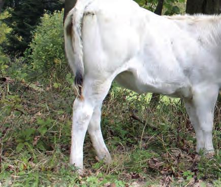 Plemenní býci používaní v plemenitbě musí ve věku čtyř let měřit minimálně 135 cm v kohoutku a vážit 850 kg.