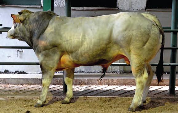 Nejlepší chovatelé dosahují hmotnosti telat 191 kg ve 120 a 294 kg v 210 dnech (průměr obou pohlaví), viz tabulka.