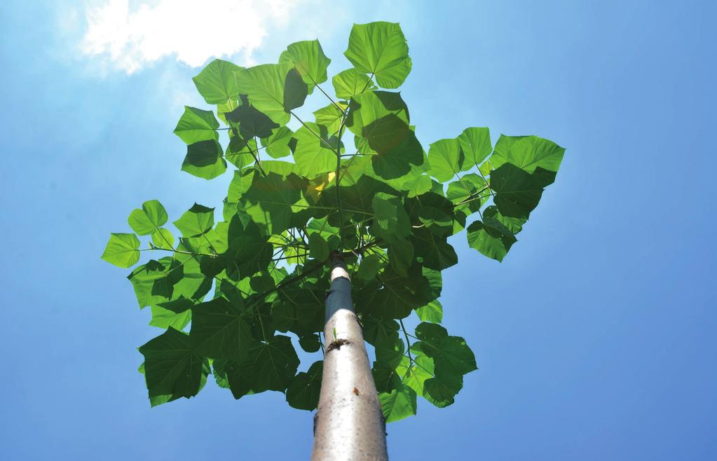 3. ZALÉVÁNÍ Intenzita zavlažování Oxytree se liší v závislosti na vlastnostech půdy a klimatických podmínkách. Sazenice je třeba zalévat ihned po vysazení.