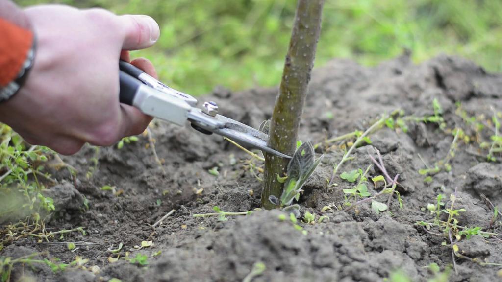 6. DOPLŇOVÁNÍ ŽIVIN Oxytree se dokáže přizpůsobit a růst i v půdě s nízkým obsahem živin, nicméně aby byl výnosný a mohl růst rychle a zdravě, je dostatečná zásoba živin nezbytně nutná.