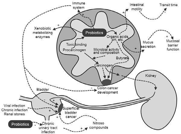 Obr. 4 - Probiotické mechanismy podílející se na inhibici rakoviny Zdroj: (Pintado a Gomes, 2014) Tyto mechanismy zahrnují změnu metabolických činností střevní mikroflóry, produkci antitumorických