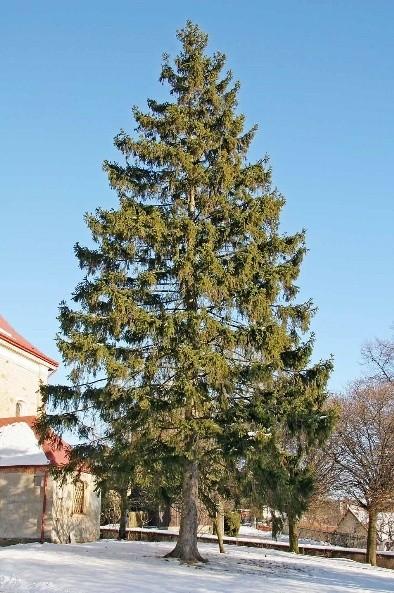 2.8 Smrk ztepilý (Picea abies Linné) Kmen je přímý 50 až 60 m vysoký, kuželovitá koruna. Jehlice čtyřhranného průřezu, ze všech stran lesklé zelené, uspořádané v řadách. Šišky visí dolů, opadají celé.