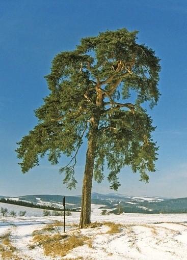2.9 Borovice lesní (Pinus silvestris Linné) Kmen je přímý válcovitý vysoký 30 až 45 m, vysoko nasazená koruna v mládí kuželovitá, ve stáří nepravidelná.