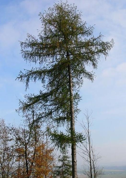 2.10 Modřín opadavý (Larix decidua Mill) Výška kmene je 30 až 40 m, roste rychle. Koruna v mládí úzká, kuželovitá, ve stáří vejčitá, vysoko nasazená.