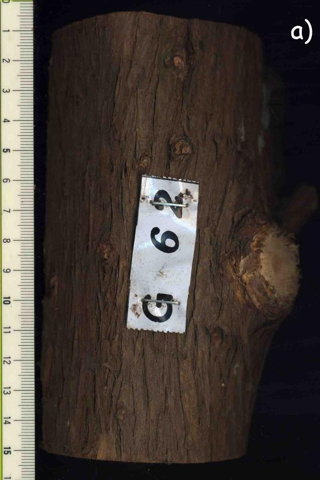 Obr. 4: Kmen stromu Platycladus