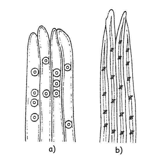 4 Anatomická stavba jehličnanů Dřevo jehličnanů se vyznačuje jednoduchou, téměř pravidelnou stavbou. Skládá se jen ze dvou typů anatomických elementů.