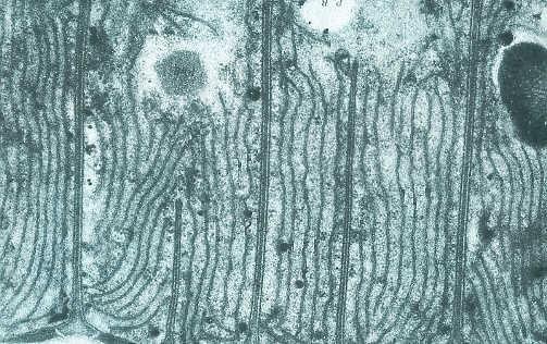 uspořádány jsou několika základními způsoby, což je patrně fylogeneticky významné v