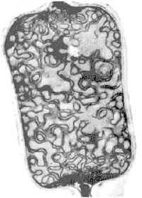 Struktura buňky - heterocyty jsou to tlustostěnné buňky( větší než jsou buňky vegetativní) v