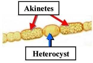 jejich metabolická aktivita je omezena asi na 10% aktivity vegetativní buňky v cytoplasmě akinety je vysoký obsah