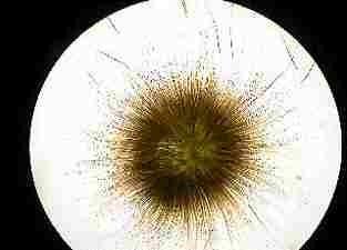 V časném jaře spóry vyklíčí a vytvářejí se kolonie, které se neustále zvětšují (2mm). Jejich název je odvozen z řečtiny želatinové vlasy.