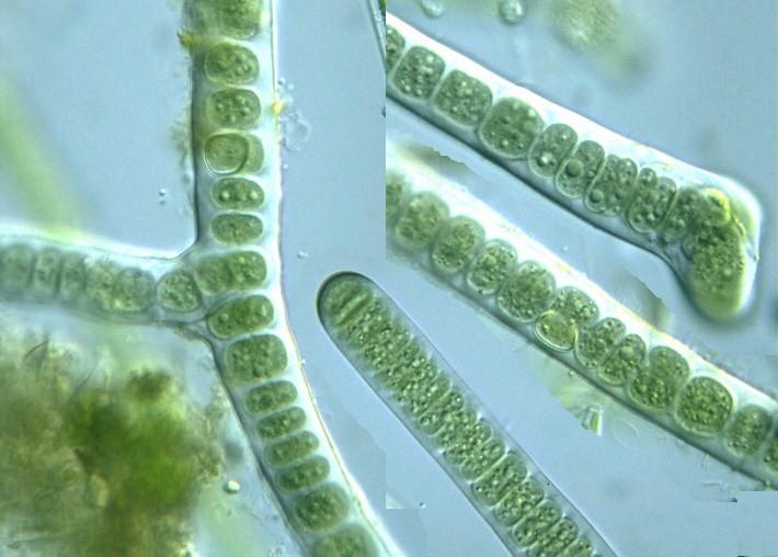 Trichomy jsou jedno- nebo víceřadé a někdy velmi tlusté, jejich větvení je ve tvaru T nebo V. Apikální buňky jsou většinou větší než ostatní.