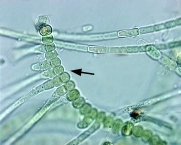 Akinety se vyskytují pouze u několika druhů v bazálních trichomech. Za deštivého počasí se z konce větví oddělují hormogonie.