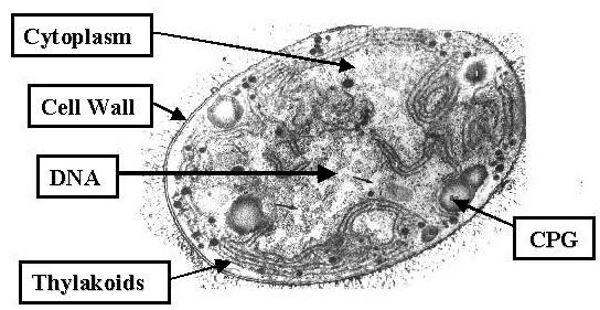 Sinice stavba buňky cytoplazma buněčná stěna DNA