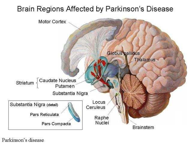 Léčba neurodegenerativních onemocnění Antimanika PharmDr