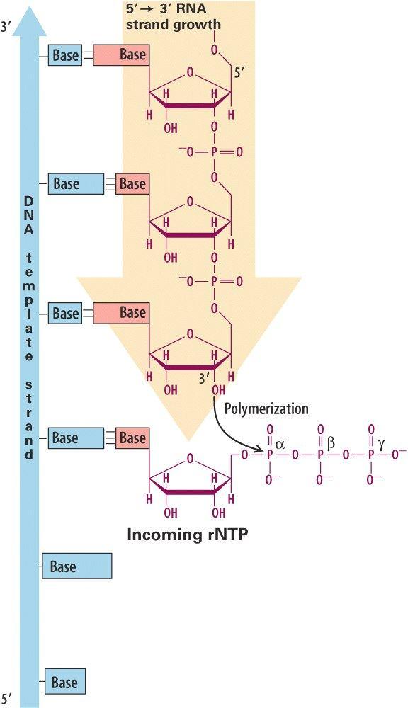 DNA syntéza DNA Syntéza DNA in vitro: PCR pufr (Mg 2+ ) nukleotidy (3P) termosatbilní polymeráza templátová DNA