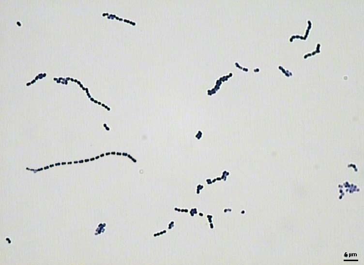 RODY BAKTERIÍ MLÉČNÉHO KVAŠENÍ BMK používané při výrobě potravin Lactococcus Streptococcus Enterococcus Leuconostoc Pediococcus Carnobacterium Lactobacillus ostatní BMK Aerococcus