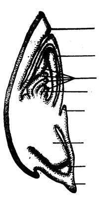 vulgare): e štítek, f koleoptile, g základy listů, h stonkový meristém, i epiblast, j radikula (základ kořene), k kořenová čepička, l