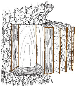 STAVBA DŘEVA hmota organického původu základem stavby dřeva jsou rostlinné buňky spojené do pletiva ( kambium ), kde mají