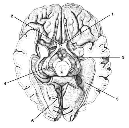 Thalamus opticus 1.