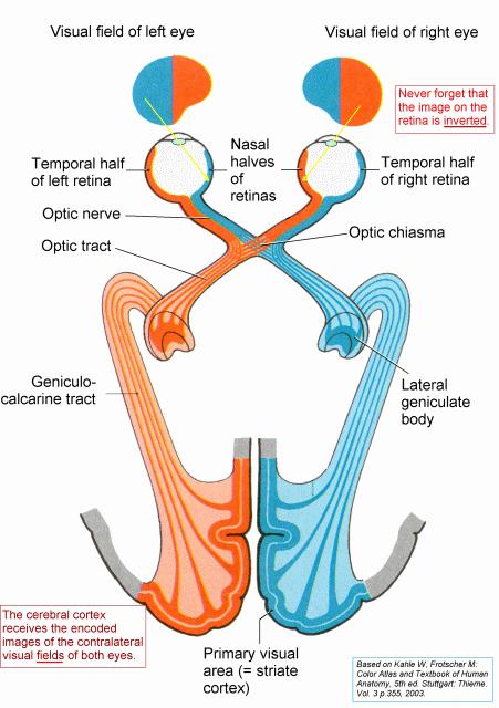 chiasma opticum 3.