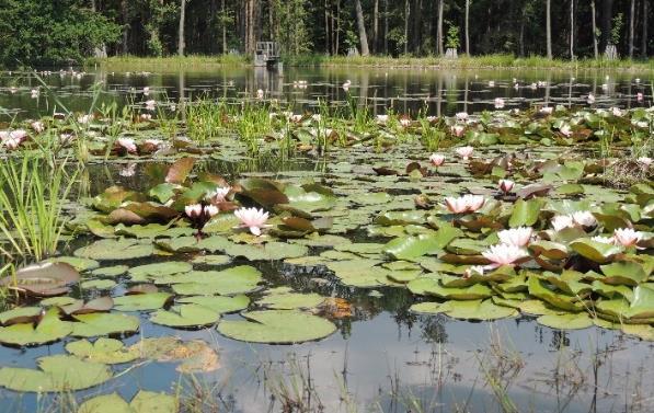 Malé vodní nádrže (rybníky) 60 až 90