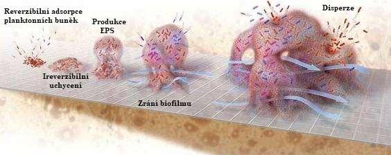 Úloha biofilmů v rezistencích mnohobuněčné konsorcium mikroorganismů, adherované k určitému povrchu obaleno matricí voda a komplex extracelulárních polymerních substancí (angl.