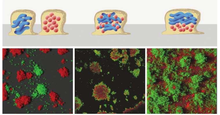 Biofilmové rezistence Neustálý tok nutrientů a změny chemického mikroprostředí Soužití více druhů mikroorganismů, více-druhové biofilmy a srovnání s jedno-druhovými více komplexní více divergentní