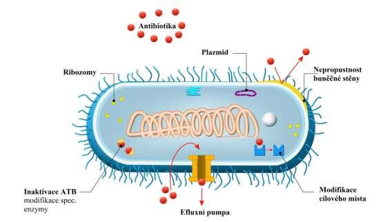 Druhy známých rezistencí rezistence vrozené, tzv. primární přirozeně znesnadněný přístup absence cílového místa pro ATB rezistence získané, tzv.