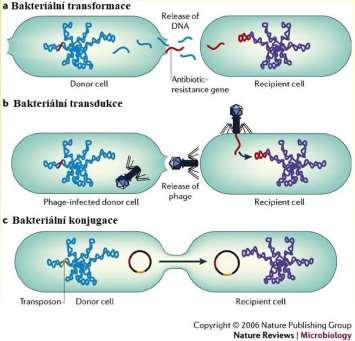 molekulární pumpy horizontální genový přenos (HGT) o plazmidy o transpozony o genovými kazetami Dopad subinhibičních koncentrací ATB zvýšení konjugativního přenosu plasmidů S.