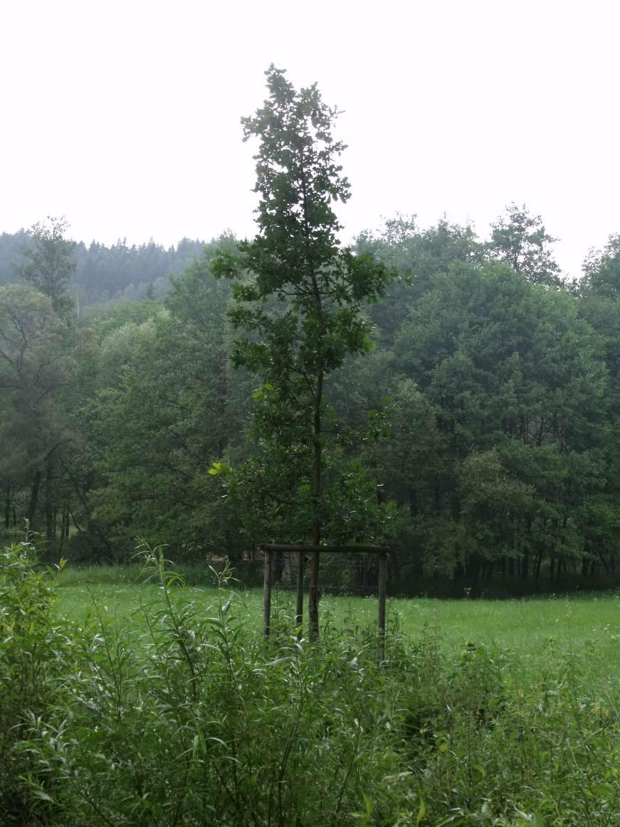 Kmenový strom Na základě výzvy správce luk na Kosím potoce o možnosti zakoupit si stromek a zasadit jej, uspořádali členové kmene sbírku na koupi stromku.