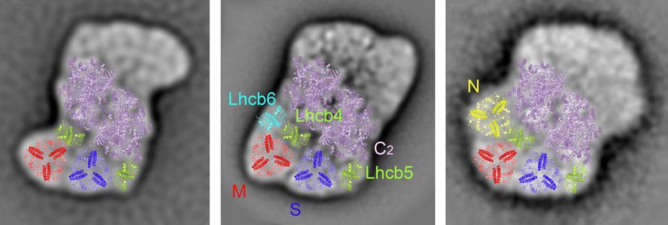 3.2 Struktura a organizace světlosběrných komplexů U vyšších rostlin se vyskytuje PSII-LHCII superkomplex ve formě C 2 S 2 M 2.