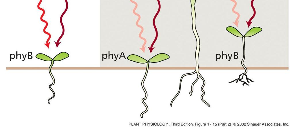 15 Interakce phya a phyb v shade-avoidance reakci Přímé sluneční světlo: Hodně R => de-etiolizace řízena