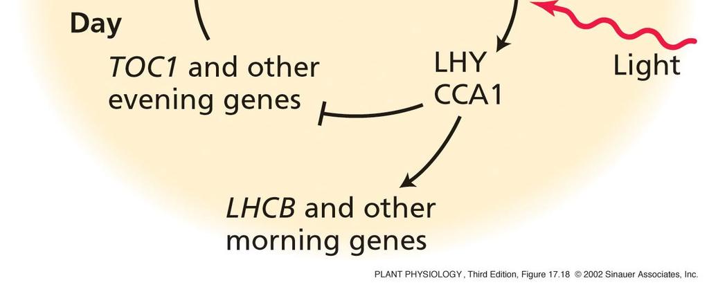 2001: ZTL / PRR1 GI Světlo a TOC1 aktivují expresi LHY a CCA1 světlo působí jako zesilovač TOC1 LUX ELF4 CRY1, CRY2 PhyA, B, D, E) Nové informace Boikoglou E, Davis SJ (2009) Signaling in Plants.