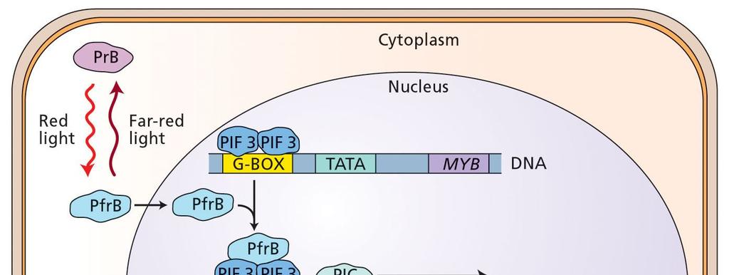 28 Regulace genové exprese fytochromem B PhyB je syntetizován v cytolazmě ve formě PrB PIC iniciuje transkripci MYB genů (CCA1,