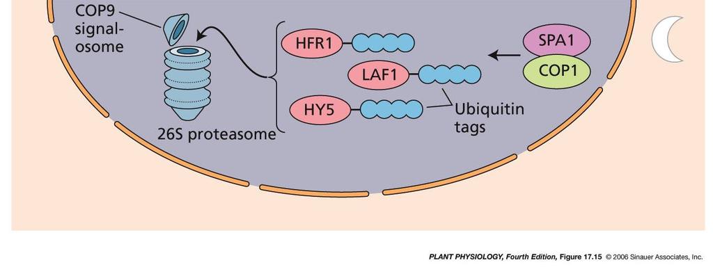Světlo: Transport COP1 z jádra do cytoplazmy předáním ubiquitinu proteinu PfrA Obnovení exprese fotomorfogenních genů odblokováním transkripčních faktorů