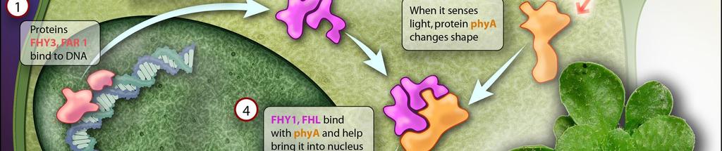 Transkripční faktory: FHY3 a FAR1 řídí produkci proteinů FHY1 a FHL