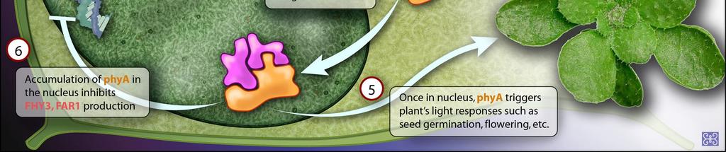 Transport phya do jádra spouštění světelných reakcí (klíčení, kvetení, atd.