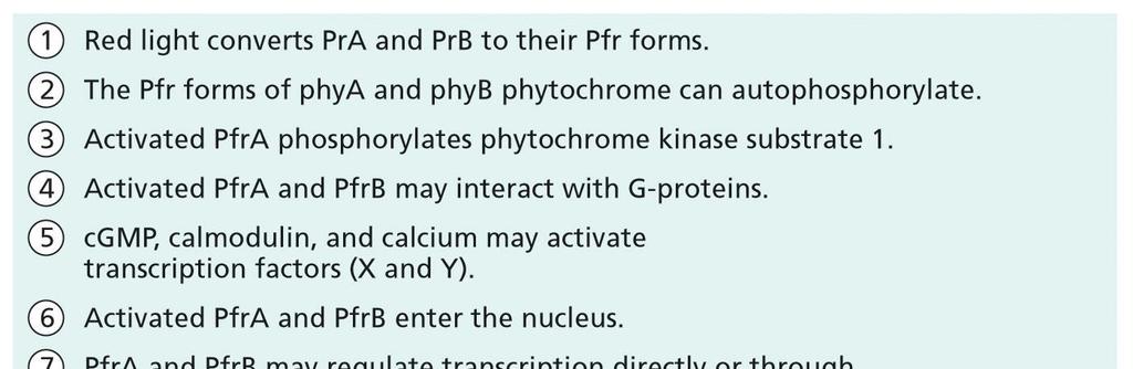 fytochromy 34