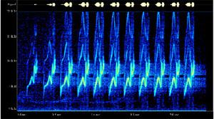 Ověřování hlasu (voice print) testovaný subjekt přečte systémem náhodně zvolenou frázi sejmutá zvuková stopa je kmitočtově omezena a je proveden rozbor zvuku na základě původu jednotlivých složek