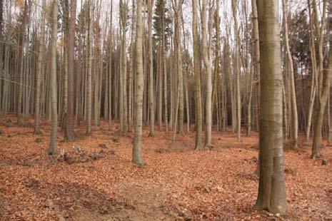 severně silnice I/13, přechod var.