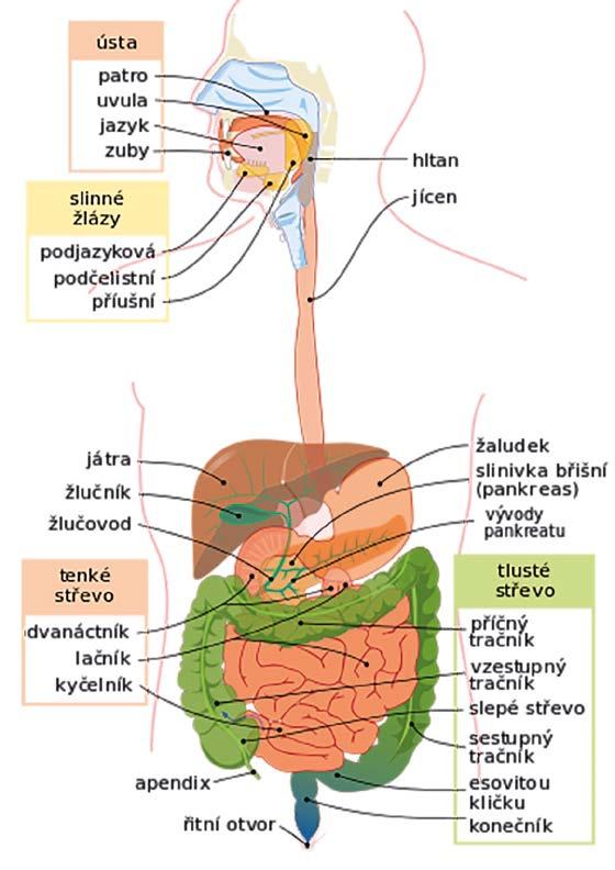 Fyziologie trávicí soustavy ústa patro uvula jazyk zuby slinné žlázy podjazyková podčelistní příušní játra žlučník žlučovod tenké střevo dvanáctník lačník kyčelník apendix řitní otvor Trávící systém