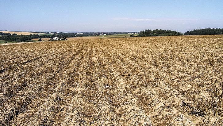 2007 2014 v lokalitě Havlíčkův Brod Občiny je patrný z grafu 1. Obecně platí, že čím je ranější nálet mšic, především pak mšice broskvoňové, tím je větší nebezpečí šíření virových chorob brambor.