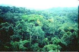 3. Subekvatoriálne pásmo - oblasť tropických lesov s obdobiami sucha zrážky v