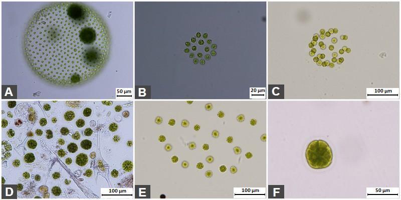 Příloha č. 9: Vybrané druhy bičíkatých řas (A Volvo globator, B Gonium pectorale, C Eudorina sp.
