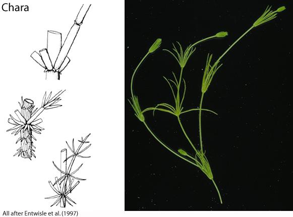 Odd.: Charophyta Trieda: MESOSTIGMATOPHYCEAE CHAROPHYCEAE