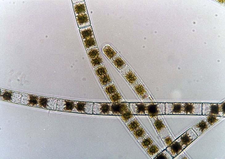 Odd.: Charophyta Trieda: