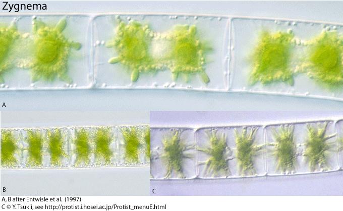 Zygnematales Biotop: