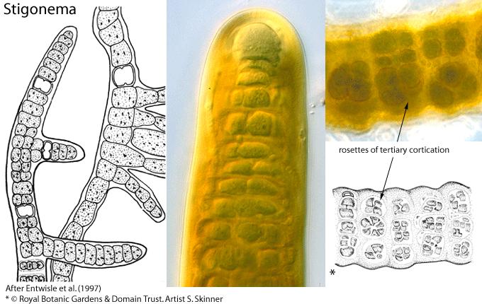 Odd.: Cyanophyta/Cyanobacteria Třída: Cyanophyceae Řád: