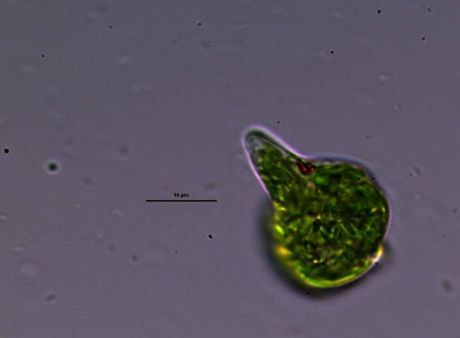 Euglena